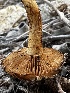  ( - FDS-CA-01847)  @11 [ ] by-nc (2024) Aaron Tupac Fungal Diversity Survey