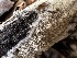  (Xylodon sp. CA05 - FDS-CA-04336)  @11 [ ] by-nc (2024) Aaron Tupac Fungal Diversity Survey