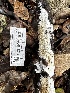  ( - FDS-CA-04336)  @11 [ ] by-nc (2024) Aaron Tupac Fungal Diversity Survey
