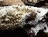  ( - FDS-CA-04336)  @11 [ ] by-nc (2024) Aaron Tupac Fungal Diversity Survey