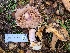  (Calonarius intricatus - FDS-CA-08391)  @11 [ ] by-nc (2025) Fresno Mycology Society Fungal Diversity Survey