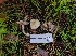  ( - FDS-CA-08392)  @11 [ ] by-nc (2025) Fresno Mycology Society Fungal Diversity Survey