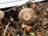  ( - FDS-CA-03657)  @11 [ ] by-nc (2024) Stu Pickell Fungal Diversity Survey