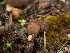  ( - FDS-CA-03657)  @11 [ ] by-nc (2024) Stu Pickell Fungal Diversity Survey