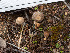  ( - FDS-CA-03657)  @11 [ ] by-nc (2024) Stu Pickell Fungal Diversity Survey