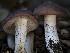  (Entoloma sp. CA37 - FDS-CA-01367)  @11 [ ] by-nc (2024) Stu Pickell Fungal Diversity Survey