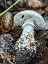  (Amanita sponsus - HAY-F-002028)  @11 [ ] Unspecified (default): All Rights Reserved (2023) Stu Pickell FunDiS