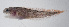 ( - FUT-037)  @11 [ ] CreativeCommons  Attribution Non-Commercial (by-nc) (2016) Unspecified Smithsonian Institution National Museum of Natural History