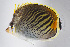  ( - FUT-087)  @11 [ ] CreativeCommons  Attribution Non-Commercial (by-nc) (2016) Unspecified Smithsonian Institution National Museum of Natural History