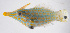  ( - FUT-112)  @11 [ ] CreativeCommons  Attribution Non-Commercial (by-nc) (2016) Unspecified Smithsonian Institution National Museum of Natural History