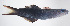  ( - FUT-124)  @11 [ ] CreativeCommons  Attribution Non-Commercial (by-nc) (2016) Unspecified Smithsonian Institution National Museum of Natural History