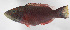  ( - FUT-140)  @11 [ ] CreativeCommons  Attribution Non-Commercial (by-nc) (2016) Unspecified Smithsonian Institution National Museum of Natural History