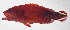  ( - FUT-145)  @11 [ ] CreativeCommons  Attribution Non-Commercial (by-nc) (2016) Unspecified Smithsonian Institution National Museum of Natural History