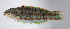  ( - FUT-187)  @11 [ ] CreativeCommons  Attribution Non-Commercial (by-nc) (2016) Unspecified Smithsonian Institution National Museum of Natural History