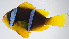  ( - FUT-206)  @11 [ ] CreativeCommons  Attribution Non-Commercial (by-nc) (2016) Unspecified Smithsonian Institution National Museum of Natural History