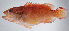  ( - FUT-209)  @11 [ ] CreativeCommons  Attribution Non-Commercial (by-nc) (2016) Unspecified Smithsonian Institution National Museum of Natural History