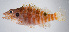  ( - FUT-211)  @11 [ ] CreativeCommons  Attribution Non-Commercial (by-nc) (2016) Unspecified Smithsonian Institution National Museum of Natural History
