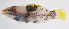  ( - FUT-233)  @11 [ ] CreativeCommons  Attribution Non-Commercial (by-nc) (2016) Unspecified Smithsonian Institution National Museum of Natural History