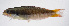  ( - FUT-234)  @11 [ ] CreativeCommons  Attribution Non-Commercial (by-nc) (2016) Unspecified Smithsonian Institution National Museum of Natural History
