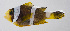  ( - FUT-239)  @11 [ ] CreativeCommons  Attribution Non-Commercial (by-nc) (2016) Unspecified Smithsonian Institution National Museum of Natural History