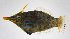  ( - FUT-255)  @11 [ ] CreativeCommons  Attribution Non-Commercial (by-nc) (2016) Unspecified Smithsonian Institution National Museum of Natural History