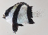  ( - FUT-290)  @11 [ ] CreativeCommons  Attribution Non-Commercial (by-nc) (2016) Unspecified Smithsonian Institution National Museum of Natural History