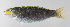  ( - FUT-291)  @11 [ ] CreativeCommons  Attribution Non-Commercial (by-nc) (2016) Unspecified Smithsonian Institution National Museum of Natural History