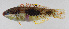  ( - FUT-323)  @11 [ ] CreativeCommons  Attribution Non-Commercial (by-nc) (2016) Unspecified Smithsonian Institution National Museum of Natural History