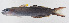  ( - FUT-337)  @11 [ ] CreativeCommons  Attribution Non-Commercial (by-nc) (2016) Unspecified Smithsonian Institution National Museum of Natural History