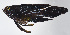  ( - FUT-343)  @11 [ ] CreativeCommons  Attribution Non-Commercial (by-nc) (2016) Unspecified Smithsonian Institution National Museum of Natural History