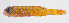  (Trimma maiandros - FUT-352)  @11 [ ] CreativeCommons  Attribution Non-Commercial (by-nc) (2016) Unspecified Smithsonian Institution National Museum of Natural History