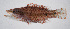  ( - FUT-362)  @11 [ ] CreativeCommons  Attribution Non-Commercial (by-nc) (2016) Unspecified Smithsonian Institution National Museum of Natural History