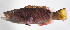  ( - FUT-404)  @11 [ ] CreativeCommons  Attribution Non-Commercial (by-nc) (2016) Unspecified Smithsonian Institution National Museum of Natural History