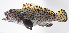  ( - FUT-409)  @11 [ ] CreativeCommons  Attribution Non-Commercial (by-nc) (2016) Unspecified Smithsonian Institution National Museum of Natural History