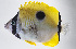  ( - FUT-427)  @11 [ ] CreativeCommons  Attribution Non-Commercial (by-nc) (2016) Unspecified Smithsonian Institution National Museum of Natural History