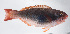  ( - FUT-438)  @11 [ ] CreativeCommons  Attribution Non-Commercial (by-nc) (2016) Unspecified Smithsonian Institution National Museum of Natural History