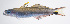  ( - FUT-440)  @11 [ ] CreativeCommons  Attribution Non-Commercial (by-nc) (2016) Unspecified Smithsonian Institution National Museum of Natural History