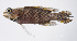  ( - FUT-442)  @11 [ ] CreativeCommons  Attribution Non-Commercial (by-nc) (2016) Unspecified Smithsonian Institution National Museum of Natural History