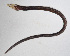  ( - FUT-446)  @11 [ ] CreativeCommons  Attribution Non-Commercial (by-nc) (2016) Unspecified Smithsonian Institution National Museum of Natural History