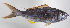  ( - FUT-454)  @11 [ ] CreativeCommons  Attribution Non-Commercial (by-nc) (2016) Unspecified Smithsonian Institution National Museum of Natural History