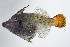  ( - FUT-462)  @11 [ ] CreativeCommons  Attribution Non-Commercial (by-nc) (2016) Unspecified Smithsonian Institution National Museum of Natural History