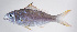  ( - FUT-468)  @11 [ ] CreativeCommons  Attribution Non-Commercial (by-nc) (2016) Unspecified Smithsonian Institution National Museum of Natural History