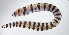  ( - FUT-476)  @11 [ ] CreativeCommons  Attribution Non-Commercial (by-nc) (2016) Unspecified Smithsonian Institution National Museum of Natural History