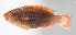  ( - FUT-482)  @11 [ ] CreativeCommons  Attribution Non-Commercial (by-nc) (2016) Unspecified Smithsonian Institution National Museum of Natural History