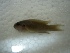  (Neolamprologus brichardi - KW12-AT019)  @12 [ ] CreativeCommons - Attribution Non-Commercial Share-Alike (2012) SAIAB SAIAB