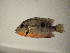  (Thorichthys meeki - ES12-AT029)  @14 [ ] CreativeCommons - Attribution Non-Commercial Share-Alike (2012) SAIAB SAIAB