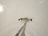  (Moenkhausia - ES12-AT059)  @15 [ ] CreativeCommons - Attribution Non-Commercial Share-Alike (2012) SAIAB SAIAB