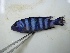  (Pseudotropheus demasoni - KW11T053)  @14 [ ] CreativeCommons - Attribution Non-Commercial Share-Alike (2011) SAIAB SAIAB