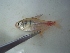  (Hyphessobrycon flammeus - KW11T080)  @13 [ ] CreativeCommons - Attribution Non-Commercial Share-Alike (2011) SAIAB SAIAB