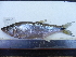  ( - UNMDP-T 1037)  @11 [ ] Unspecified (default): All Rights Reserved  Unspecified Unspecified
